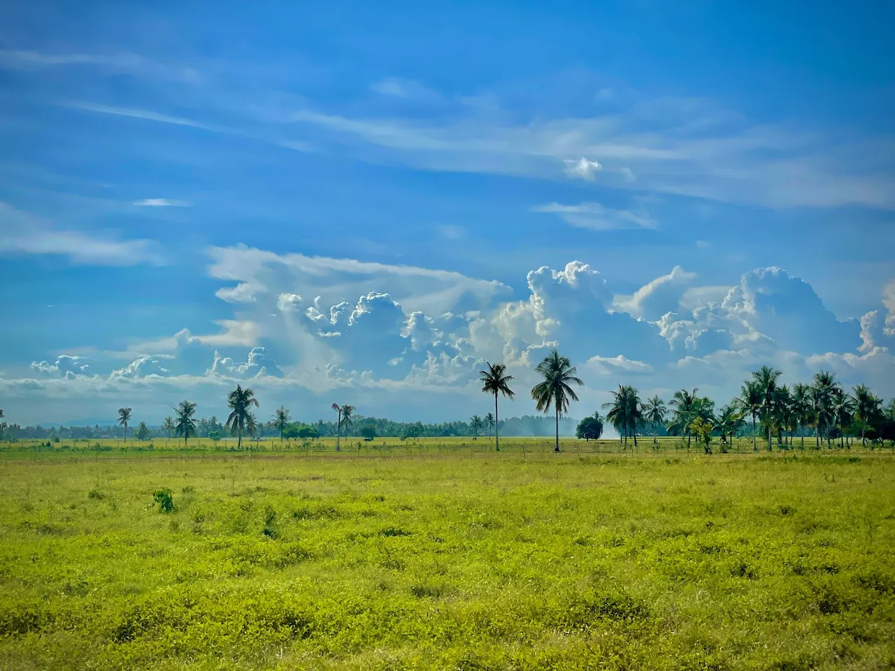 Grassland